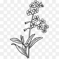 画蝎子草水彩画素描