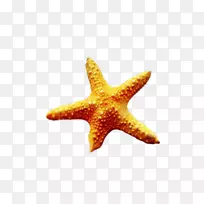 海星我看到星星棘皮动物海洋生物精装海星