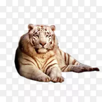 猫狗孟加拉虎白虎-猫