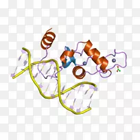 肝受体同源物1甾体生成因子1基因转录因子核受体人肝