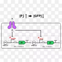 国际基因工程机器磷。大肠杆菌磷酸绿色荧光蛋白