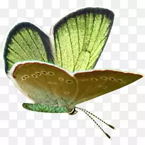 毛茸茸的蝴蝶，飞蛾，剪贴画-蝴蝶