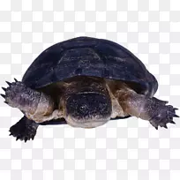 常见的海龟爬行动物龟