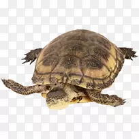 盒形海龟常见的海龟爬行动物龟-海龟