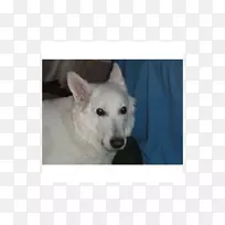犬种白雪公主白色牧羊犬迦南犬狗肉制品盒