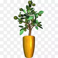 花卉盆栽植物槟榔科毛菊花