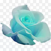 蓝色玫瑰花园玫瑰切花一朵蓝色玫瑰