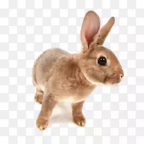 荷兰兔荷兰兔