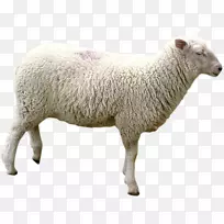 法国羊-羊