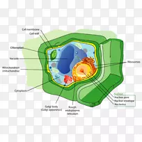 植物细胞生物学细胞器-细胞图