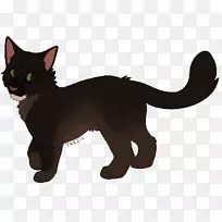 古拉特哈瓦那棕色黑猫胡须小猫可可脂