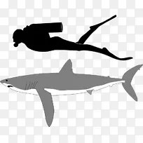 长鳍鲨、虎鲨、中上层鲨鱼、大白鲨