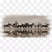 拉雷扎尔，kūh-e lālehzār Mustang马术马具-野马