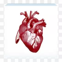 人体解剖心脏肋骨笼-心脏