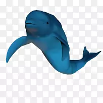 普通宽吻海豚图库溪钴蓝海洋生物-海豚展