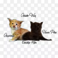 胡须缅因州茧猫家养短毛猫毛皮创意小猫