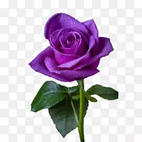 紫玫瑰花紫罗兰