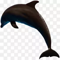普通宽吻海豚粗齿海豚图库溪短喙普通海豚全口海豚