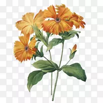 植物灵感：皮尔-约瑟夫·雷德特(1759-1840)绘画艺术