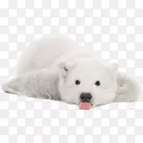 北极熊幼崽大熊猫摄影免费北极熊