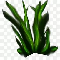 叶植物茎叶