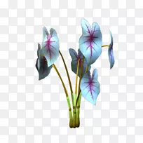 紫罗兰切花植物茎紫罗兰