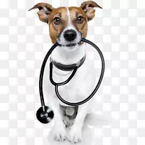 猫杰克罗素猎犬兽医宠物猫