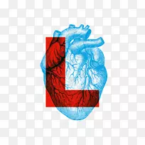 人体解剖生理学心脏-心脏