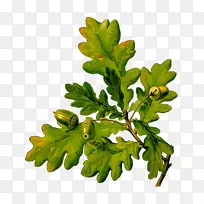英国橡木属药用植物无柄橡子栎
