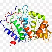 slc3a2蛋白溶质载体家族slc7a11-过氧化物酶