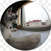 西伯利亚哈士奇鼻犬品种-哈士奇