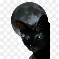 小猫毛刺猫黑豹猫科-小猫