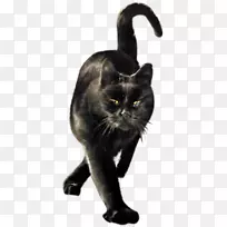黑猫野猫家养短毛黑猫