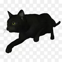 黑猫孟买猫Korat chartreux Manx猫