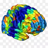 人脑神经成像大脑皮层神经系统-脑