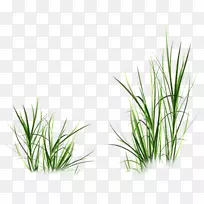 香根草时尚花麦草