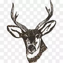白尾鹿夹艺术鹿头