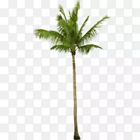 亚洲棕榈椰子巴巴苏槟榔科乔木-椰子