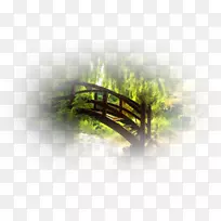 桌面壁纸特写设计