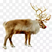驯鹿圣诞老人圣诞莫罗兹剪贴画-驯鹿