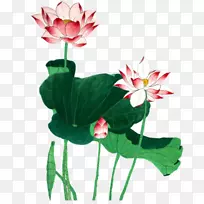 Nelumbo nucifera水墨画-绘画