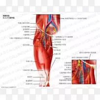 闭孔神经外闭孔肌股神经内闭孔肌神经系统