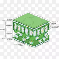 栅栏细胞叶生物学功能-叶