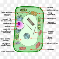 植物细胞器细胞核-餐厅手册设计