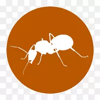 木匠蚂蚁昆虫公园婆罗洲蚂蚁屋-昆虫