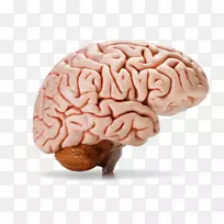 人脑-人的身体智人-大脑