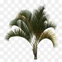 亚洲棕榈椰子油