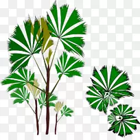 亚洲棕榈科剪贴画植物