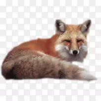 桌面壁纸狐狸