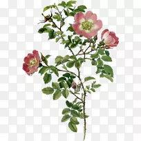 花园玫瑰，卷心菜，玫瑰花，甜-刚毛宝马5系列-花